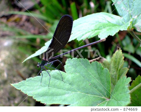 haguro dragonfly, calopteryxatratdragonfly, field 874669