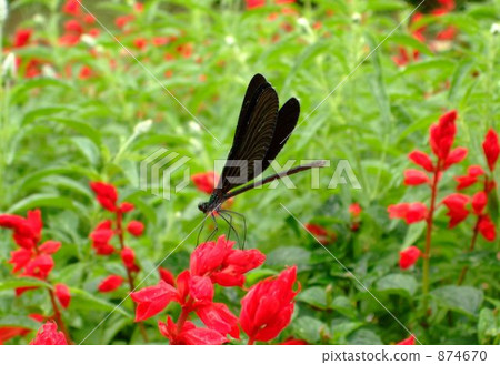 haguro dragonfly, calopteryxatratdragonfly, calopteryx atrata 874670