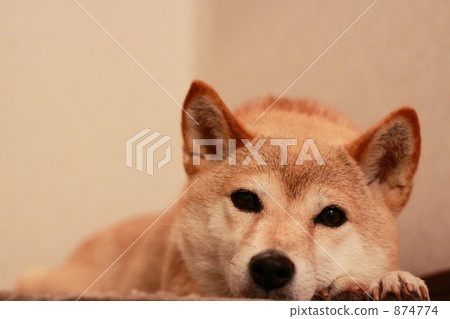 麻煩 麻煩 874774