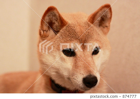 焦慮··· 焦慮··· 874777