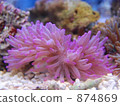 Silite sea anemone 874869