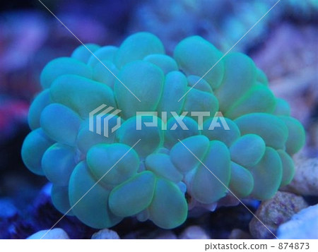 Mizutama coral 874873