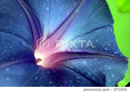 Ryukyu morning glory Ryukyu morning glory 875009