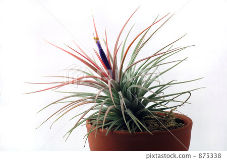 bromelia, ananas, tillandsia 875338