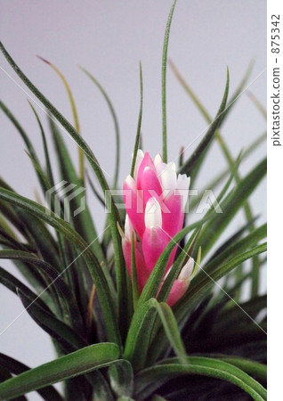 菠蘿 空氣鳳梨 花朵 875342