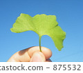 Leaves of ginkgo biloba 875532