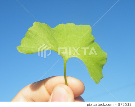 Leaves of ginkgo biloba 875532