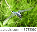 Shodo dragonfly 875590