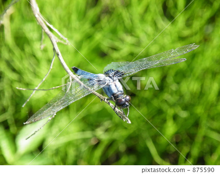 Shodo dragonfly 875590