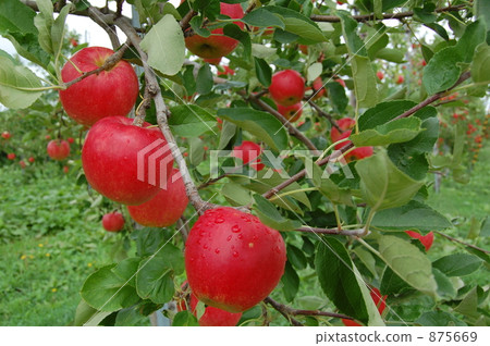 Aomori apple 2009 Annual production 875669