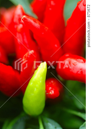Capsicum Capsicum 875672