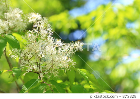 Flower of Aodamo 875829