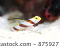 Threading Bow (Symbiotic Goby) 875927