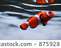 Clown anemonefish 875928