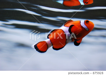 Clown anemonefish 875928