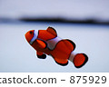 Clown anemonefish 875929