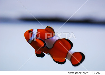 Clown anemonefish 875929