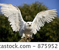 Snowy owl Snowy owl 875952
