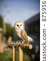 Barn owl Barn owl 875956