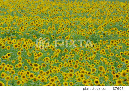 Sunflower field 876984