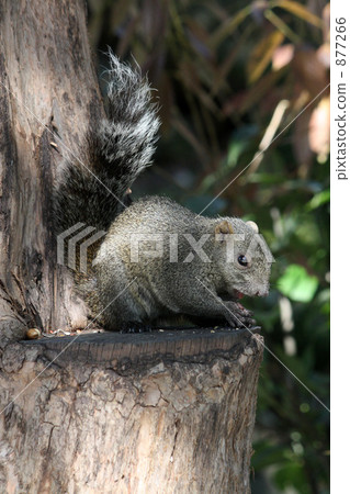 Taiwan Chipmunk 877266