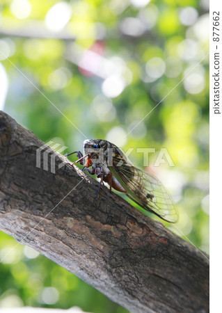 Ryukyu Aburazumi 877662