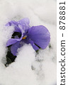 雪與花2008 878881