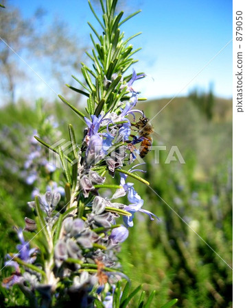 Rosemary Flower 879050
