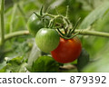 蕃茄 879392