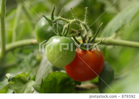 Tomato Tomato 879392