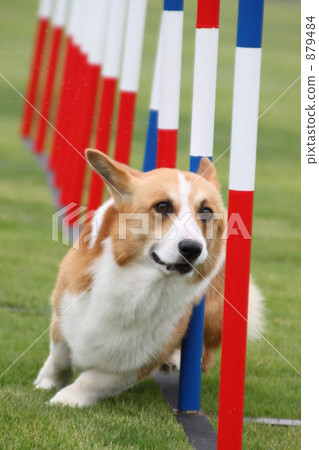 柯基 威爾士矮腳狗 毛孩 879484