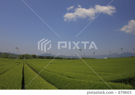 tea plantations, tea plantation, tea field 879603