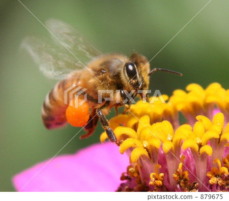 一隻蜜蜂 879675