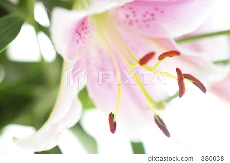 Up of one lily lily 880038