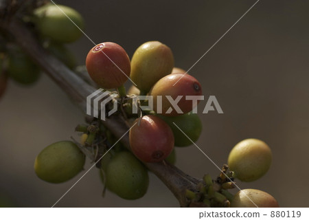 咖啡種子 咖啡種子 880119