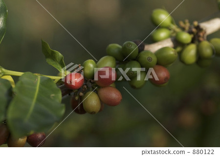 咖啡種子 880122