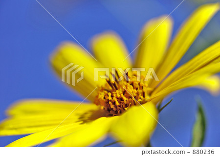 耶路撒冷朝鮮薊花 880236