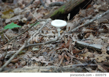 mushroom  880979