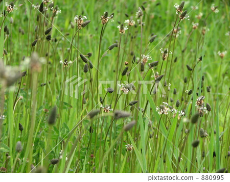 Meadow 880995
