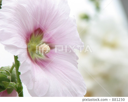 白色(薄粉色)Tachiaoi 白色(薄粉色)Tachiaoi 881230