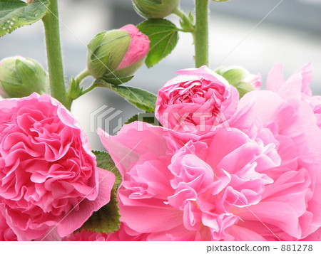 Pink tattooi Pink tattooi 881278