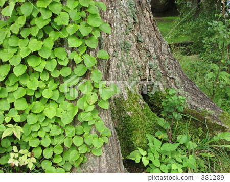 Mizunara and ivy leaves Mizunara and ivy leaves 881289