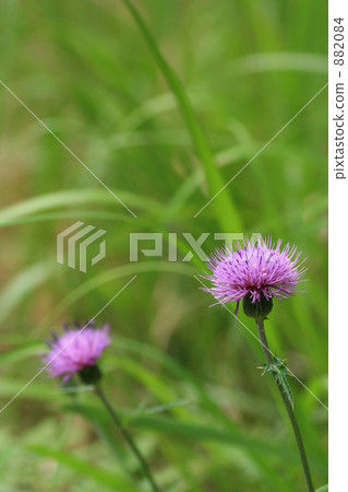 japanese thistle, bloom, blossom 882084