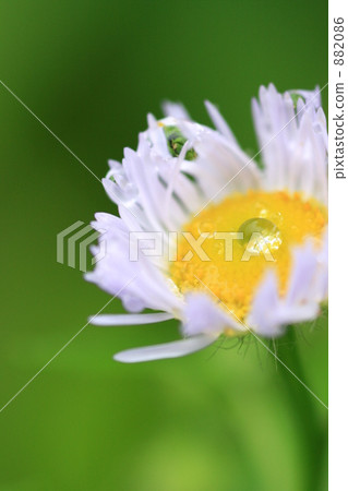 Hallion flowers and polka dots 882086