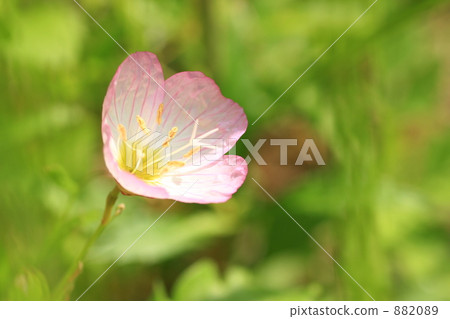 Hiltzakimusuki 882089