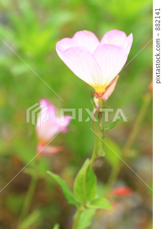 Hiltzakimusuki 882141