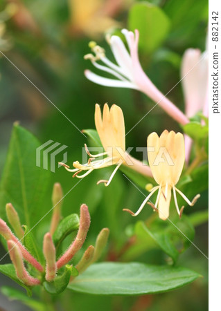 A goldfish flower 882142