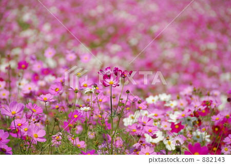 Pink, red, white 882143