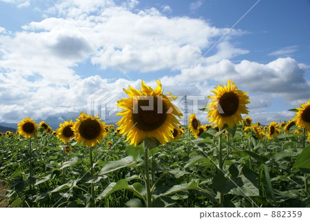 Sunflower field Sunflower field 882359
