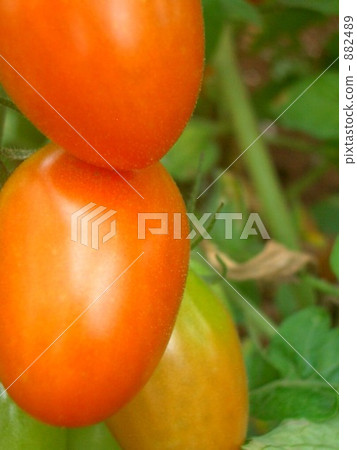 Welcome to my vegetable garden Welcome to my vegetable garden 882489